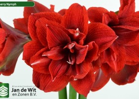 hippeastrum Chernym ® (2)